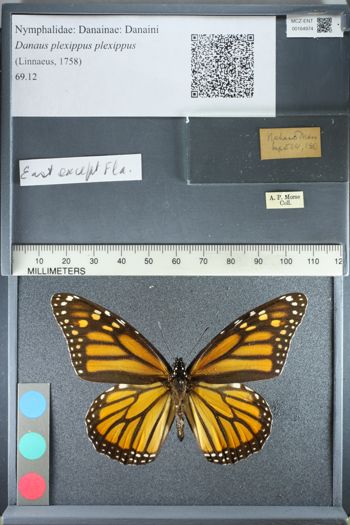 Media type: image;   Entomology 164974